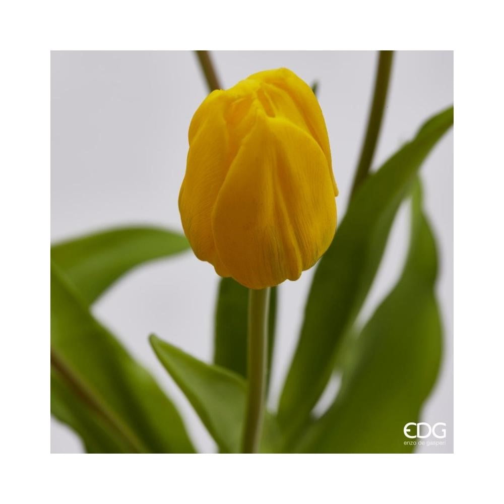 EDG Enzo De Gasperi Ramo de 5 Tulipanes Olis Surt. Alt. 40 Cm Amarillo 1 Pz