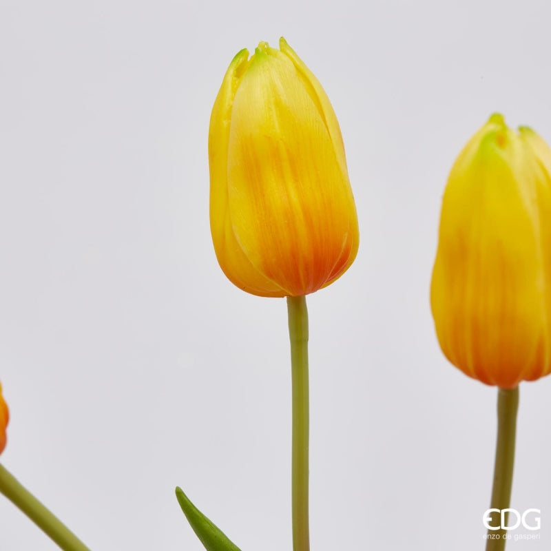 EDG Enzo De Gasperi Ramo de 5 Tulipanes Olis Surt. Alt. 40 Cm Amarillo 1 Pz