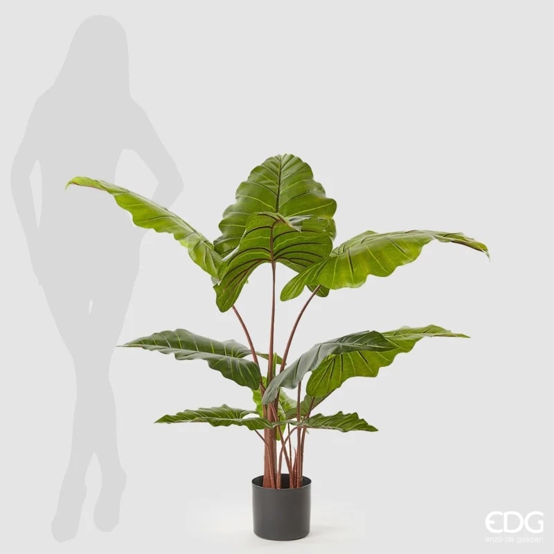 EDG Enzo De Gasperi Alocasia Chic C/Maceta H120 (11fg) C0 Verde