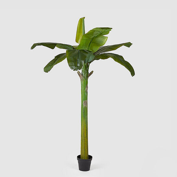 EDG Enzo De Gasperi Plátano Planta Con/Maceta Alt.185 (8fg) C1 Verde
