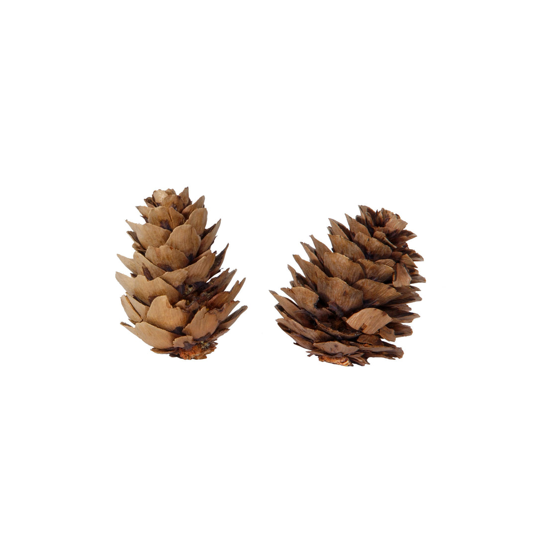 Piovaccari Caja con 50 Piñas Naturales Ø4 cm – Piñas Decorativas para Árbol de Navidad, Adornos Navideños, Centros de Mesa y Manualidades