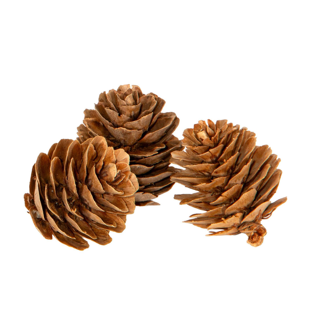 Piovaccari Set de 15 Piñas Decorativas Ø3 cm – Piñas para Árbol de Navidad, Adornos Navideños, Centros de Mesa y Manualidades
