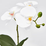 EDG Enzo De Gasperi Orquídea Phalaenopsis Planta con Maceta Artificial H 33 Cm Blanco