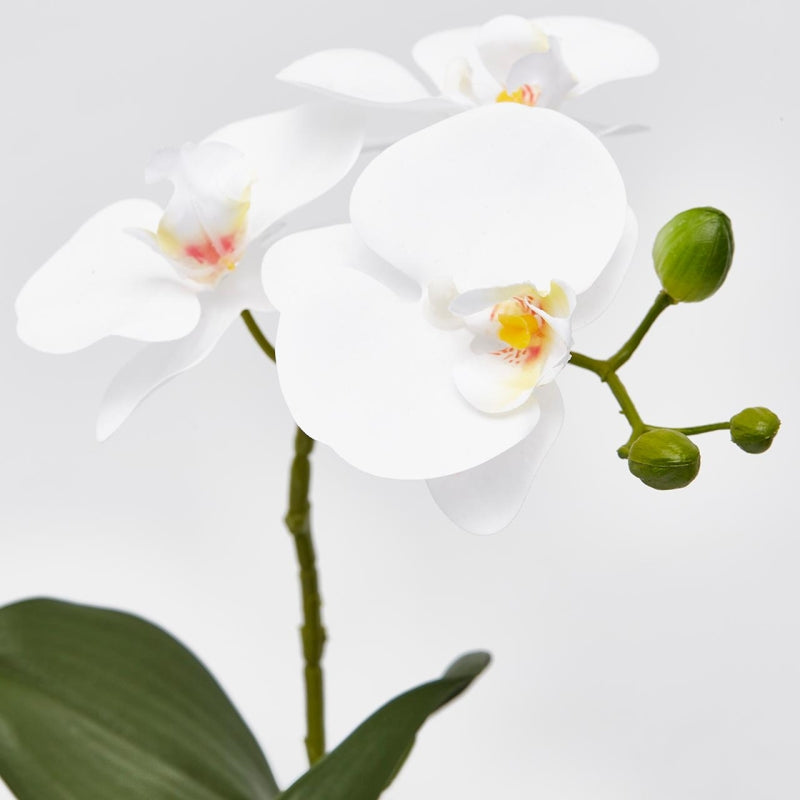 EDG Enzo De Gasperi Orquídea Phalaenopsis Planta con Maceta Artificial H 33 Cm Blanco