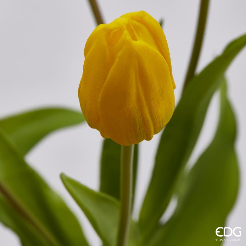 EDG Enzo De Gasperi Ramo de 5 Tulipanes Olis Surt. Alt. 40 Cm Amarillo 1 Pz