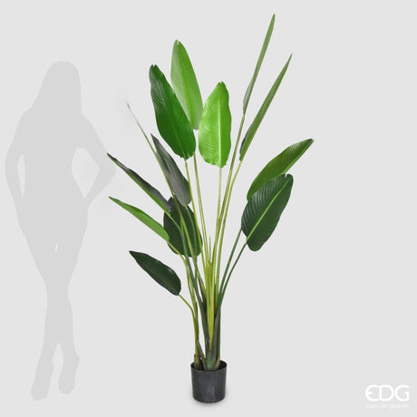 EDG Enzo De Gasperi Strelizia con Jarrón Artificial Alt 185 Cm Color Verde