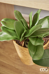 EDG Enzo De Gasperi Orquídea Phalaenopsis Hoja x5 Artificial H 27 Cm Verde