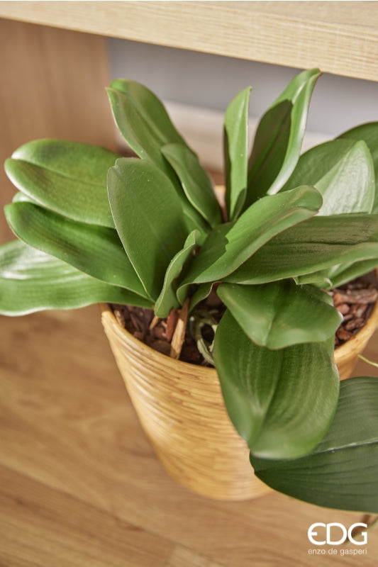 EDG Enzo De Gasperi Orquídea Phalaenopsis Hoja x5 Artificial H 27 Cm Verde