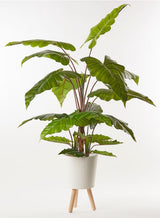 edg enzo de gasperi edg enzo de gasperi alocasia chic con vaso artificiale h 170 cm green ean 8059824908964
