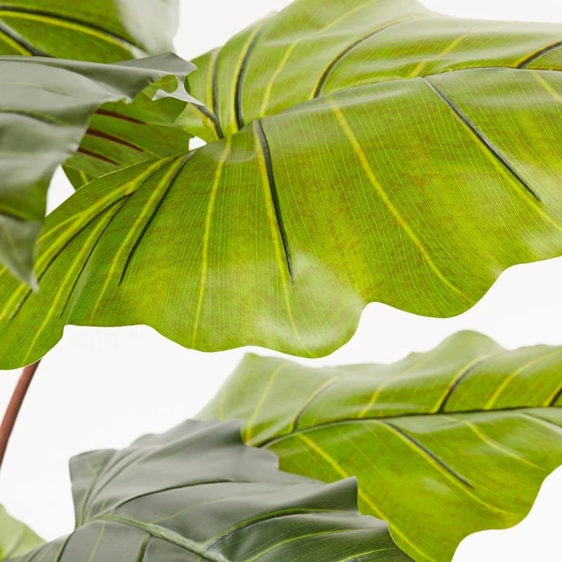 EDG Enzo De Gasperi Alocasia Chic C/Maceta H120 (11fg) C0 Verde