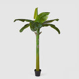 EDG Enzo De Gasperi Plátano Planta Con/Maceta Alt.185 (8fg) C1 Verde