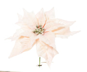 ARPIMEX Pick Natale Poinsettia Stella di Natale Innevata Cipria