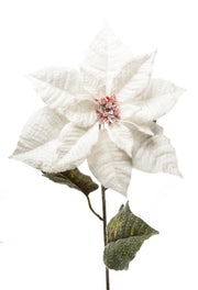 ARPIMEX Poinsetia Flor de Navidad Nevada H 80 Cm Blanco