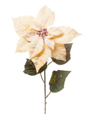 ARPIMEX Poinsettia Flor de Navidad Nevada H 80 Cm Miel