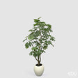 edg enzo de gasperi edg enzo de gasperi aralia vogue con vaso pianta artificiale h 230 cm verde ean 8059824607362