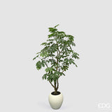 edg enzo de gasperi edg enzo de gasperi aralia vogue con vaso pianta artificiale h 230 cm verde ean 8059824607362