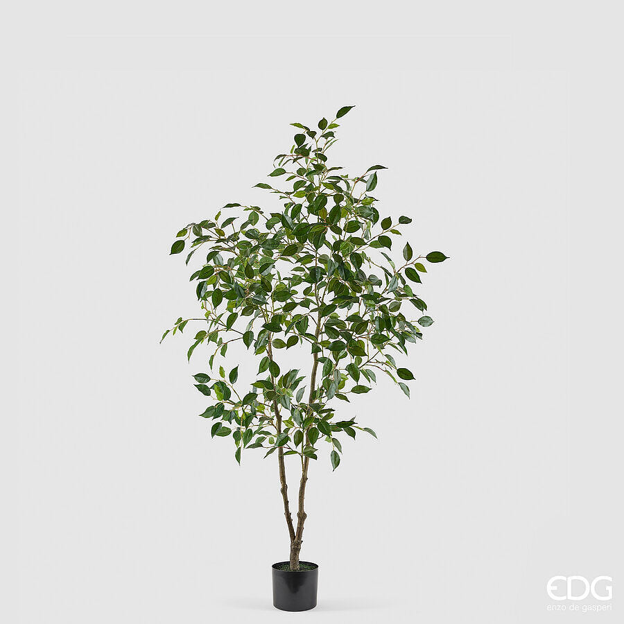 edg enzo de gasperi edg enzo de gasperi pianta artificiale ficus vogue con vaso h 150 cm pianta decorativa realistica design moderno ean 8059824655240