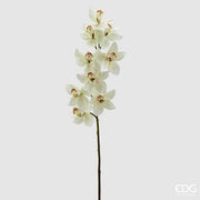 EDG Enzo De Gasperi Orquídea Cymbidium A 90 Cm Blanco Verde