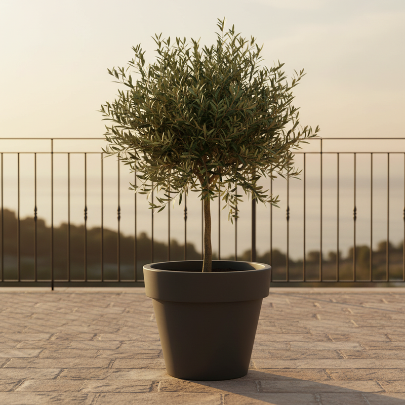 Scena 1 – Terrazza mediterranea, vaso antracite con ulivo