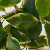 edg enzo de gasperi edg enzo de gasperi potus cespuglio h 60 cm pianta artificiale verde rosa ean 8059824487698
