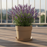 Balcone legno – sotto vaso sabbia lavanda