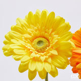 edg enzo de gasperi edg enzo de gasperi gerbera ramo ass h 60 cm d 12 cm pianta artificiale mix arancione 1 pz ean 8059824457004