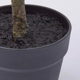 edg enzo de gasperi edg enzo de gasperi mandarino con vaso h 56 cm pianta artificiale mix verde ean 8059824355874