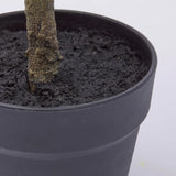 edg enzo de gasperi edg enzo de gasperi mandarino con vaso h 76 cm pianta artificiale mix verde ean 8059824355911
