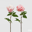 immagine-1-edg-enzo-de-gasperi-peonia-olis-ramo-x1-2colass-h65-c0-light-pink